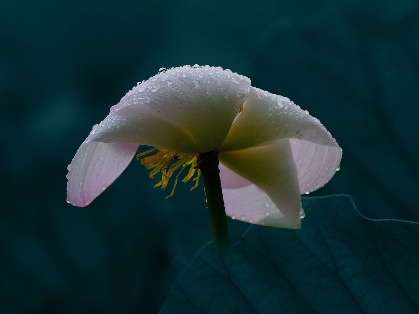 K005