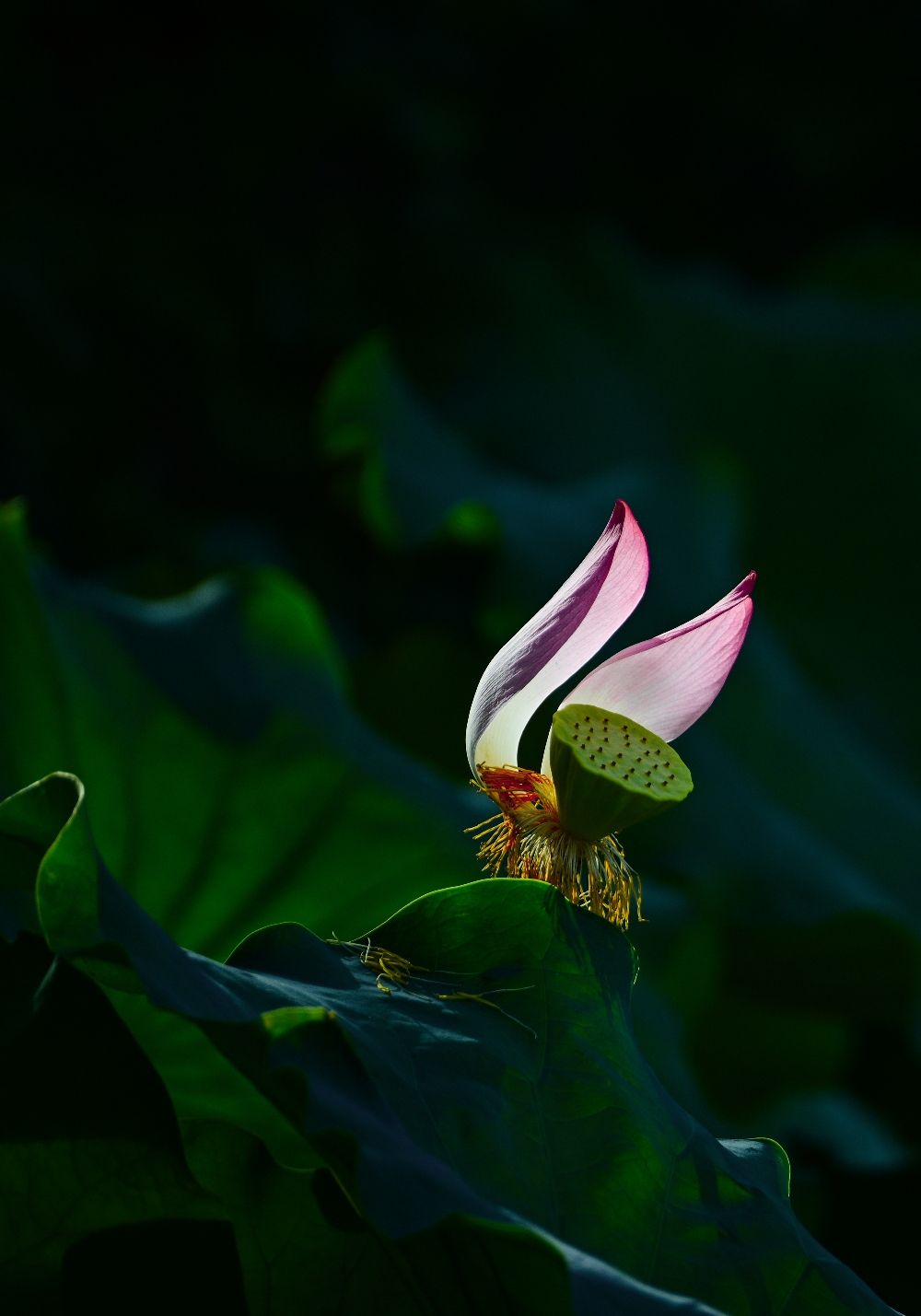 荷影