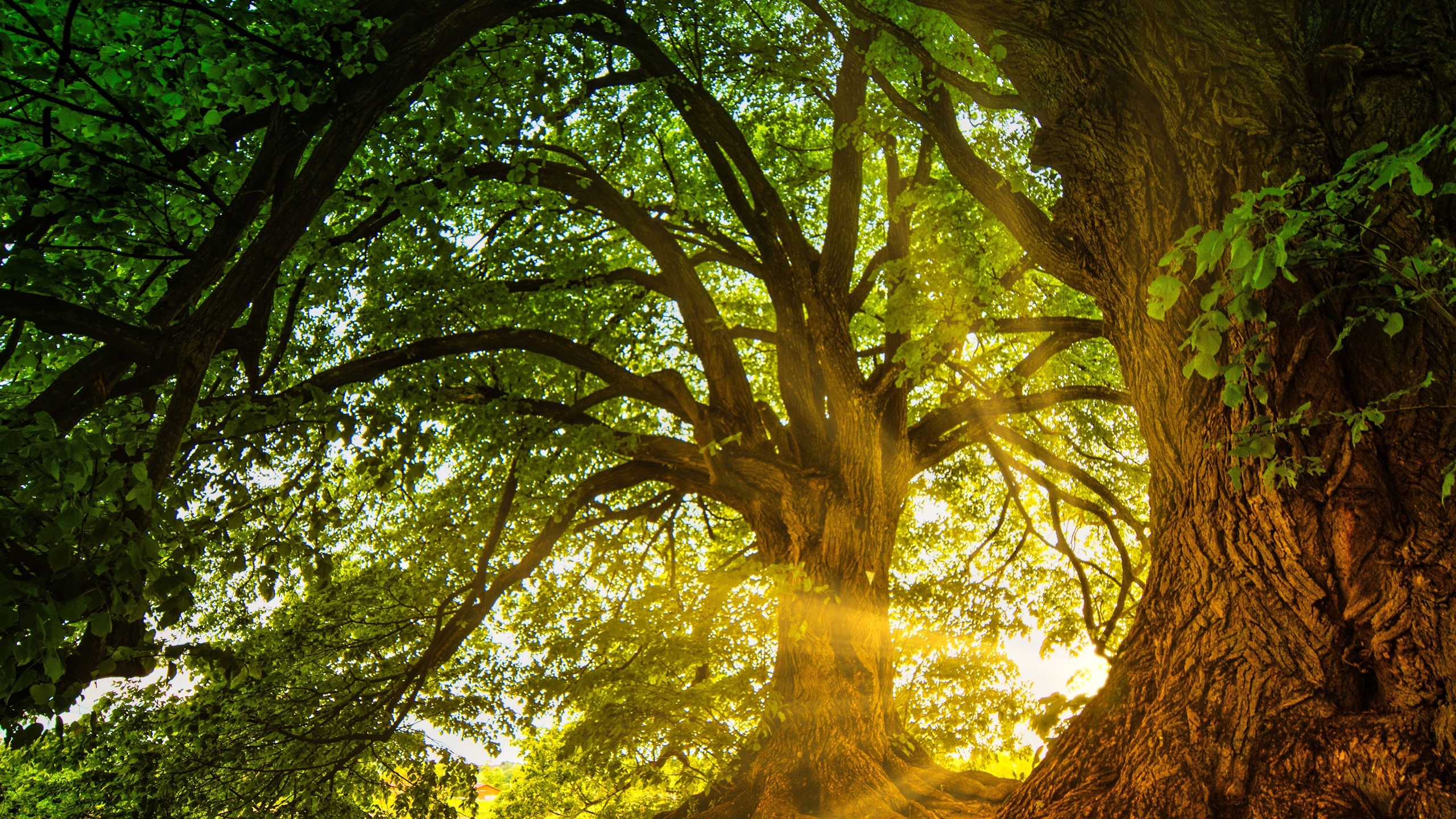 Biying 2560x1440 0021